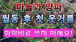 [텃밭농부. 1,338]  월동작물 마늘과 양파. 화학비료 쓰지 않고 웃거름 주기 #마늘재배 #양파재배