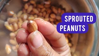How to Sprout Peanuts?