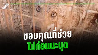 หนุ่มใจบุญส่งหมาจิ้งจอกกลับคืนสู่ป่า ลั่น ไม่อยากเห็นใครถูกทำร้าย| คลิปเด็ดโซเชียล | Thairath Online