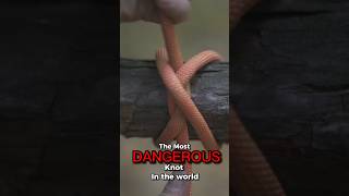“Worlds MOST DANGEROUS knot”… or Most Useful!?