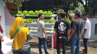 Pelatihan penanaman tumbuhan hydroponik || salad \u0026 pak Coy 😁👍