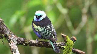 Inventario de aves: grupos taxonómicos - Área Silvestre - Temporada 2017- Capítulo 10