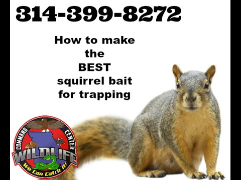 How to make the BEST squirrel bait for trapping How to make the BEST squirrel bait for trapping
