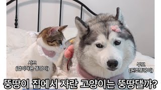 뚱땅이 집에서 자란 고양이는 뚱땅댈까?(feat.앙!!!)