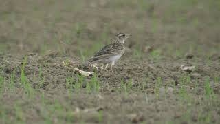 コチドリ＆ひばり　Little ringed plover　\u0026　Skylark