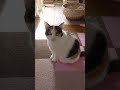 三毛猫お母さんの隣に座りフサフサの毛でキスしてくれる白茶猫♀ shorts