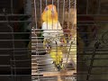 ⚠️音量注意⚠️掃除機に反応しちゃうシロハラインコ インコ birds