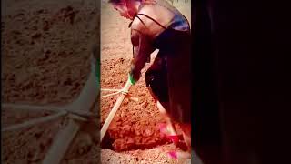 unique way to plow the land with simple tools #shorts