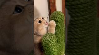 Cute kitten having fun! #kittens#cat#neko#cute#可愛い猫ちゃん#funnyshorts#貓咪