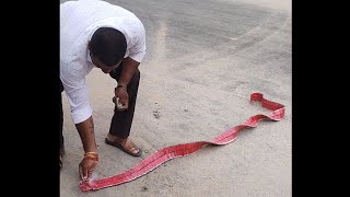 1000 wala Crackers🔥🔥🔥#shorts #crackers #testing #expiriment #fireworks #trending #viral#viralshorts