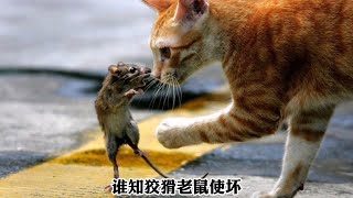 为什么十二生肖里没有猫