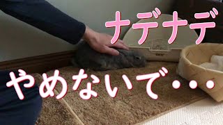 ナデナデ辞めるのNG！？うさぎを撫でる飼い主(仮)