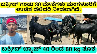 Bakreed special usmanibad qurbani goats | ಬಕ್ರೀದ್ ಉಸ್ಮಾನಿಬಾದ್ ಮೇಕೆ | ಮಂಗಳೂರು ಉಚಿತ ಡೆಲಿವರಿ