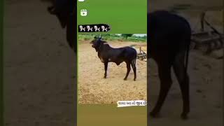 new cow vidiyo cow status I love ગાય ની વાછરડી..❤😘... cow lover official(1)