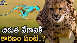 చిరుత వేగానికి కారణం ఏంటి..? | Cheetah Speed Facts | Eyecon Facts