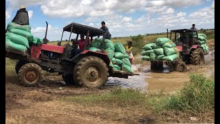 Belarus 820 Tractor and Kubota M6040SU Tractor open up the road | ត្រាក់ទ័របើកដឹកស្រូវចេញពីស្រែ