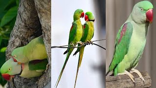 Talking Parrot Natural Sounds/Voices