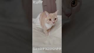 ちょっとずつ近づいてくる子猫が可愛すぎる件 #shorts #子猫 #cat