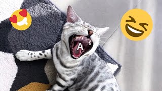 😂 Funniest Cats and Dogs Videos 😺🐶 || 🥰😹 Hilarious Animal Compilation №345