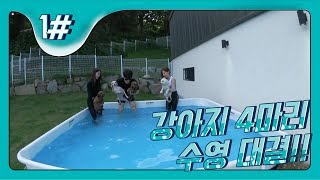 강아지4 마리와 독채 애견펜션![ 나태커플 N.T couple .도아 . 화정 ]