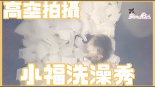 Hamsterdingding．老公公鼠洗澡秀．倉鼠．小露寶．小路寶．老公公鼠 [小福Siu Fook]