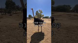 מחלקים חופשה משפחתית במקום שווה במיוחד- גלמפינג נור מתחם אוהלים ממוזגים בהשראת ימי המסעות הגדולים