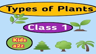 Types of Plants for Class 1 | Grade 1 EVS Plants | Class 1 EVS Plants