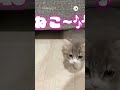 フリフリしっぽの正体は…🐈｜peco