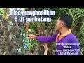 Buah ini bisa menghasilkan 5jt perbatang