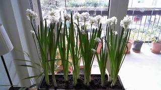 Paperwhite Narcissus 25-Day Time Lapse of Sprouting, Blooming, and Wilting