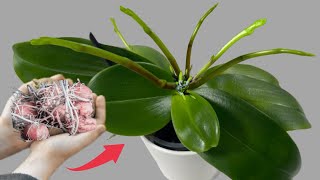 Just 1 thin slice per week! Suddenly Orchid produces 500% more flower branches and the leaves shine