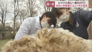 思い出に残る入社式は「一皮むける」ヒツジの毛刈り　静岡・富士宮市「まかいの牧場」