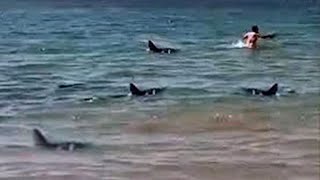 The Most Brutal Shark Attacks of 2023