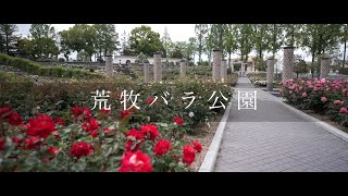 荒牧バラ公園 Aramaki Rose Park May, 2023 [4k]