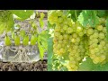 Unique Technique Grow Grapes From Grape Fruit In Water