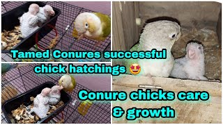 Hatching successful chicks from hand tamed Conure 1st clutch || Conure chicks care and growth