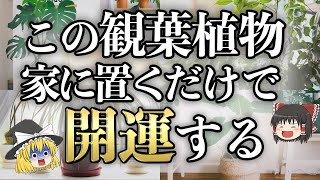 【ゆっくり解説】実はヤバい驚きの開運効果！置くだけで運気が激変すると話題の観葉植物20選