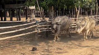 ชนบท Laos ธรรมชาติในหมู่บ้าน สปป.ลาว เมืองหินบูน แขวงคำม่วน #laos