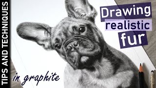 Tips for drawing fur in graphite | How to draw a French Bulldog puppy