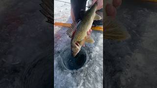 Beautiful Walleye goin back! #icefishing #fishing #shorts