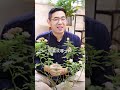 月季花有哪些种类呢？ 养花