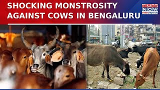 Bengaluru Cow Horror: Unidentified Accused Attacks Three Cows Ahead Of Sankranti And Gau Pooja