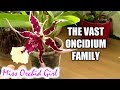 About Oncidium intergeneric Orchids (Cambria Orchids)