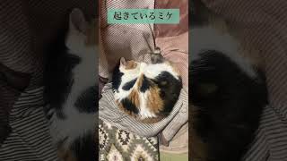 【三毛猫】猫はこたつで丸くなる