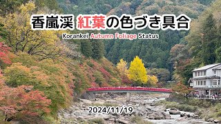 香嵐渓 紅葉の色づき具合 2024/11/19