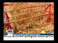 aranmula paddy field tells the story of successful farming manorama news