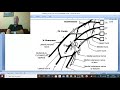 Musculo-skeletal Module I in Arabic 28 ( Brachial plexus, part 2 ) , by Dr. Wahdan 2022