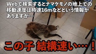 もしかして世界一速いナマケモノ?