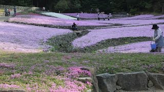 三田永沢寺芝桜２０１５