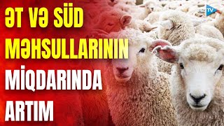 Gələn il ət və süd məhsullarının istehsalı artacaq? – Fermerlər görün nələr danışdı